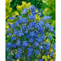 Kategorie <b>Produkt nicht gewünscht </b> - Anchusa azurea 'Dropmore'