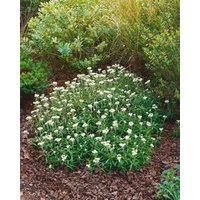 Kategorie <b>Stauden </b> - Anaphalis alpicola