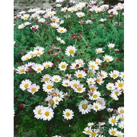 Kategorie <b>Stauden </b> - Anacyclus pyrethrum Silberkissen