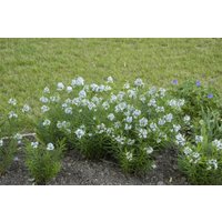 Kategorie <b>Stauden </b> - Amsonia hubrichtii