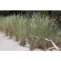 Kategorie <b>Produkt nicht gewünscht </b> - Ammophila arenaria