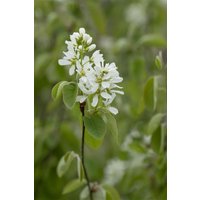 Kategorie <b>Laubbäume </b> - Amelanchier alnifolia 'Greatberry® Farm'