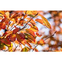 Kategorie <b>Laubbäume </b> - Amelanchier'Oktober Flame' ®