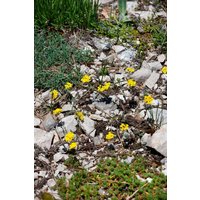 Kategorie <b>Stauden </b> - Alyssum wulfenianum