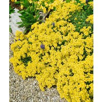 Kategorie <b>Stauden </b> - Alyssum saxatile 'Sulphureum'