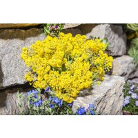 Kategorie <b>Stauden </b> - Alyssum montanum 'Berggold'