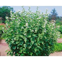 Kategorie <b>Produkt nicht gewünscht </b> - Althaea officinalis