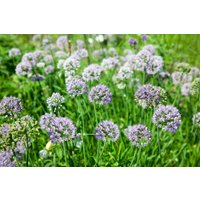 Kategorie <b>Produkt nicht gewünscht </b> - Allium senescens