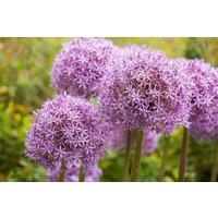 Kategorie <b>Stauden </b> - Allium Ostara