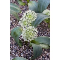 Kategorie <b>Stauden </b> - Allium karataviense