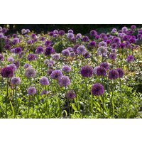 Kategorie <b>Stauden </b> - Allium giganteum