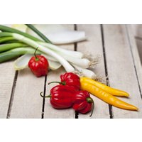 Kategorie <b>Stauden </b> - Allium fistulosum