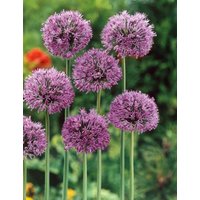 Kategorie <b>Stauden </b> - Allium christophii