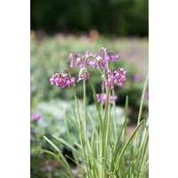 Kategorie <b>Produkt nicht gewünscht </b> - Allium carinatum ssp.pulchellum