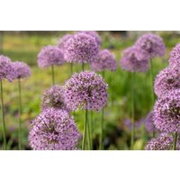 Kategorie <b>Stauden </b> - Allium aflatunense 'Gladiator'