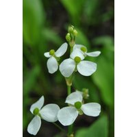 Kategorie <b>Produkt nicht gewünscht </b> - Alisma parviflorum