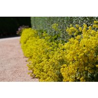 Kategorie <b>Produkt nicht gewünscht </b> - Alchemilla xanthochlora