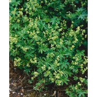 Kategorie <b>Produkt nicht gewünscht </b> - Alchemilla saxatilis