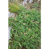 Kategorie <b>Produkt nicht gewünscht </b> - Alchemilla faeroensis var.pumila