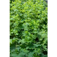 Kategorie <b>Stauden </b> - Alchemilla epipsila