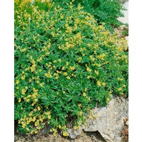 Kategorie <b>Produkt nicht gewünscht </b> - Alchemilla alpina