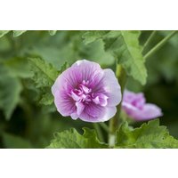 Kategorie <b>Produkt nicht gewünscht </b> - Alcea x hybr.'Parkrondell'