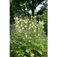 Kategorie <b>Stauden </b> - Alcea rugosa