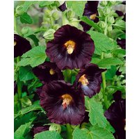 Kategorie <b>Produkt nicht gewünscht </b> - Alcea rosea Spotlight-Series 'Blacknight'