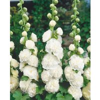 Kategorie <b>Produkt nicht gewünscht </b> - Alcea rosea 'Pleniflora Chaters', weiß