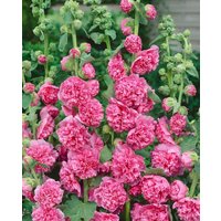 Kategorie <b>Produkt nicht gewünscht </b> - Alcea rosea 'Pleniflora Chaters', rot