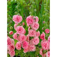 Kategorie <b>Produkt nicht gewünscht </b> - Alcea rosea 'Pleniflora Chaters', lachsrs.