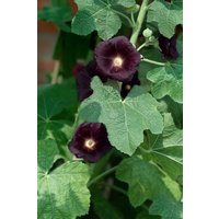 Kategorie <b>Produkt nicht gewünscht </b> - Alcea rosea 'Nigra'