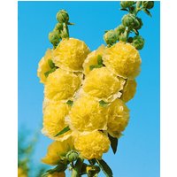 Kategorie <b>Produkt nicht gewünscht </b> - Alcea rosea Chater´s Double Yellow