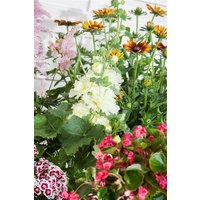 Kategorie <b>Produkt nicht gewünscht </b> - Alcea rosea Chater´s Double White