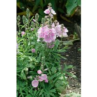 Kategorie <b>Produkt nicht gewünscht </b> - Alcalthaea (X) suffrutescens 'Parkfrieden'