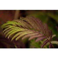 Kategorie <b>Produkt nicht gewünscht </b> - Albizia julibrissin 'Summer Chocolate' -S-