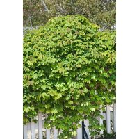 Kategorie <b>Kletterpflanzen </b> - Akebia quinata 'Cream Form'