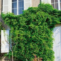 Kategorie <b>Kletterpflanzen </b> - Akebia quinata