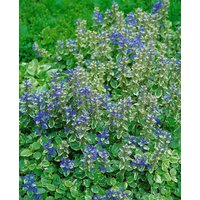 Kategorie <b>Stauden </b> - Ajuga reptans 'Variegata'