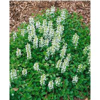 Kategorie <b>Stauden </b> - Ajuga reptans 'Sanne'