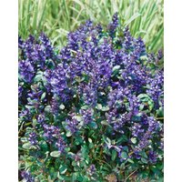 Kategorie <b>Stauden </b> - Ajuga reptans 'Chocolate Chip'