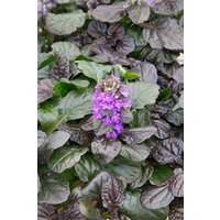 Kategorie <b>Produkt nicht gewünscht </b> - Ajuga reptans 'Catlin's Gigant'