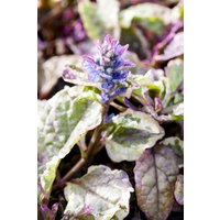 Kategorie <b>Stauden </b> - Ajuga reptans 'Burgundy Glow'