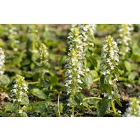 Kategorie <b>Stauden </b> - Ajuga reptans 'Alba'