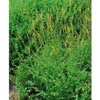Kategorie <b>Produkt nicht gewünscht </b> - Agrimonia eupatoria