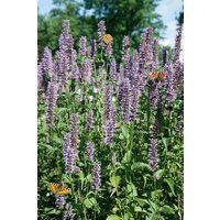 Kategorie <b>Produkt nicht gewünscht </b> - Agastache rugosa 'Black Adder'