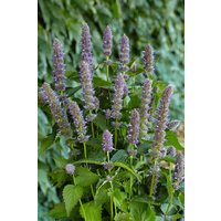 Kategorie <b>Produkt nicht gewünscht </b> - Agastache foeniculum 'Purple Haze'