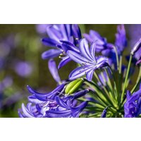 Kategorie <b>Produkt nicht gewünscht </b> - Agapanthus Northern Star