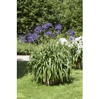 Kategorie <b>Produkt nicht gewünscht </b> - Agapanthus Lapis Lazuli