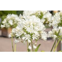 Kategorie <b>Produkt nicht gewünscht </b> - Agapanthus Arctic Star